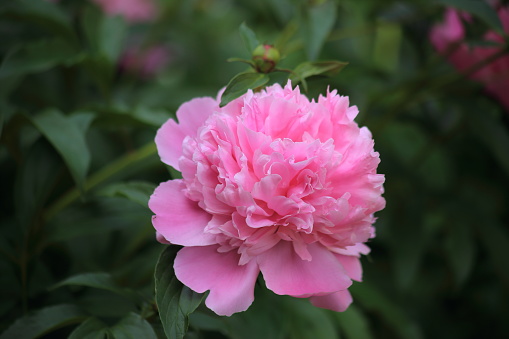 Pink peon, June garden flowers. High quality photo