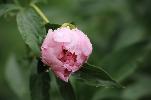 Beautiful Blooming Peony  in the Rainy Spring Garden