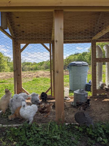 istock Chickens in their coop 1350695602