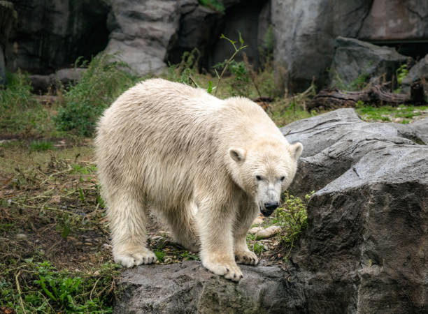 istock White polar bear on the background of rocks 1350695628