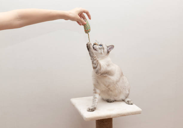 istock Funny cat playing with mouse toy held by woman hand 1350695968