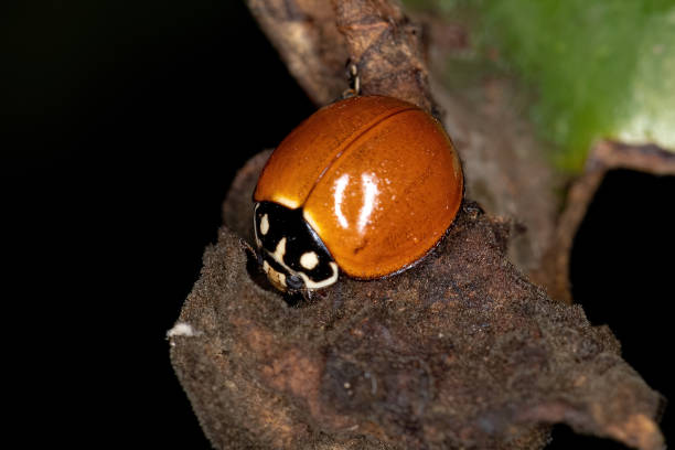 взрослая безупречная леди жук - brazil ladybug insect beetle стоковые фото и изображения