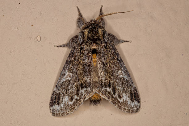 istock Adult Moth Insect 1350696895