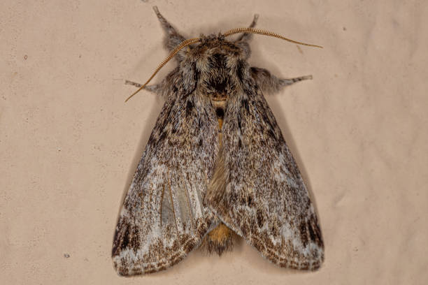 istock Adult Moth Insect 1350696897