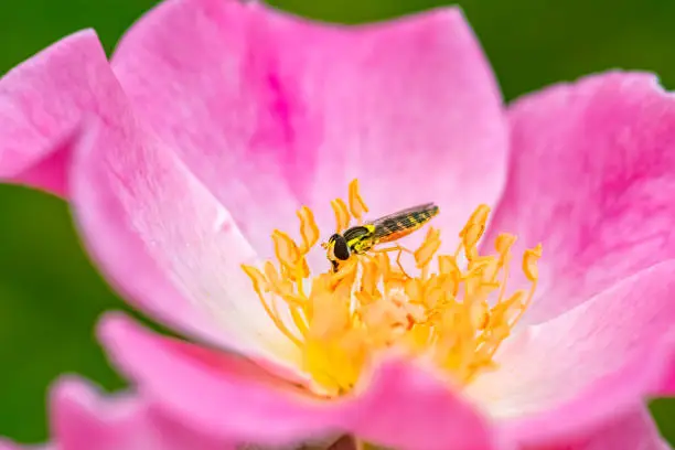Hoverfly, beautiful insect eating nectar in a pink rose