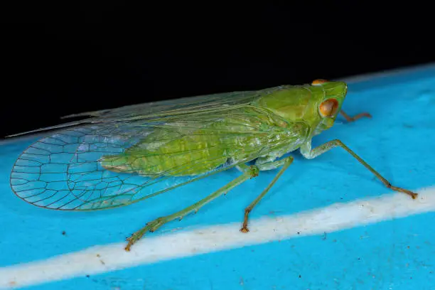 Adult Green Dictyopharid Planthopper Insect of the Family Dictyopharidae