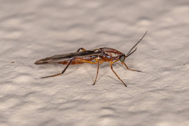 midge mordedora adulta - maruim - fotografias e filmes do acervo