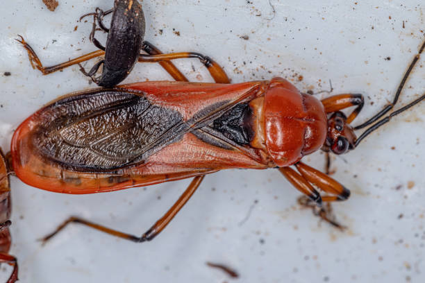 istock Dead Adult Millipede Assassin Bug 1350696932
