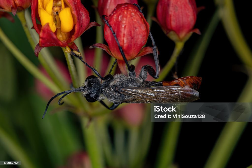 Thread Waisted Adult Threadwaisted Wasp Stock Photo - Download Image Now - Animal ...