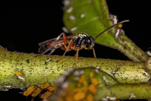 Photo of Common Hover Fly Parasitoid Wasp