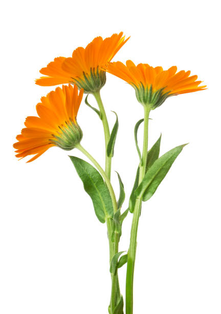 istock Calendula. Marigold flower with leaves isolated on white. Selective focus 1350698033
