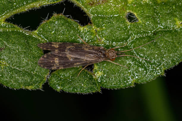 istock Adult Caddisfly Insect 1350698199
