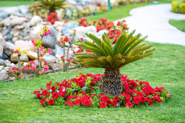 istock Small green palm tree surrounded with bright blooming flowers growing on grass covered lawn in tropic yard. 1350698225