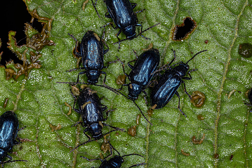 Adult Flea Beetles of the Genus Macrohaltica
