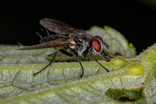istock Adult Bristle Fly 1350698382