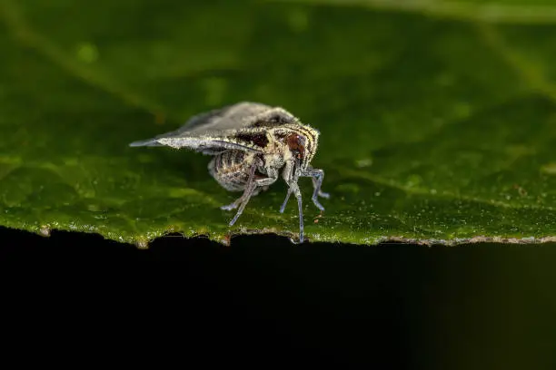 Adult Small Planthopper of the Family Cixiidae
