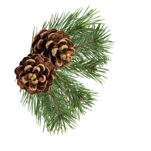 istock a branch of a Christmas tree with cones in isolation on a white background 1350698644