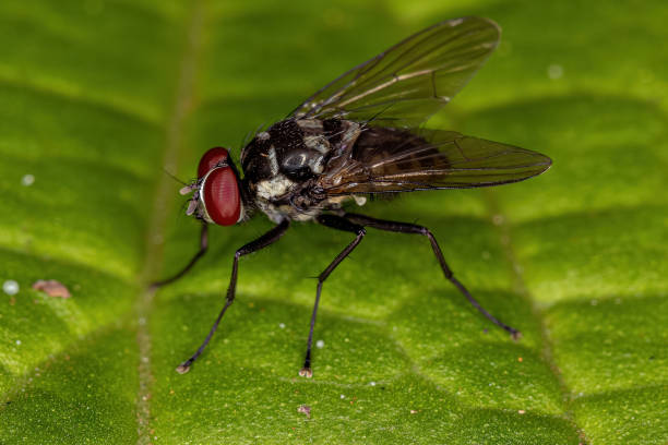 istock Adult House Fly 1350698682