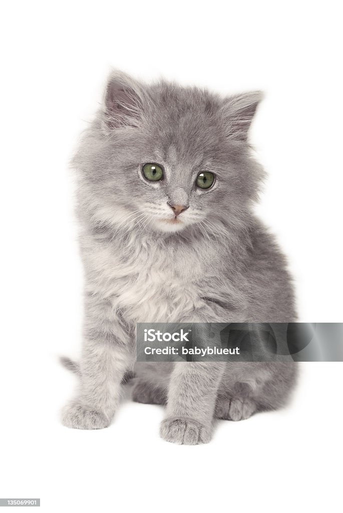 Süße graue Kätzchen - Lizenzfrei Flauschig Stock-Foto