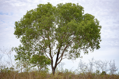Large dicotyledonous angiosperm tree with selective focus