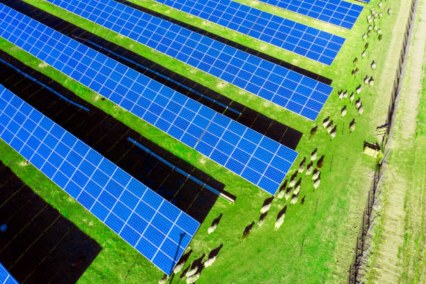 istock flock of sheep solar panels 1350699680