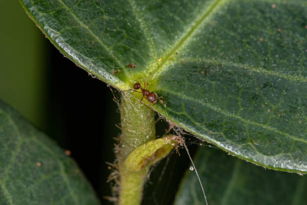 istock Adult Higher Myrmicine Ants 1350700519