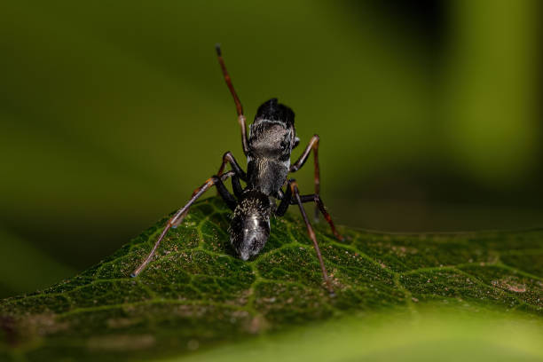istock Male Adult Jumping Spider 1350700520