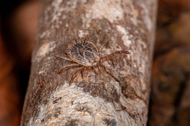 istock Male Adult Cayenne Tick 1350700600