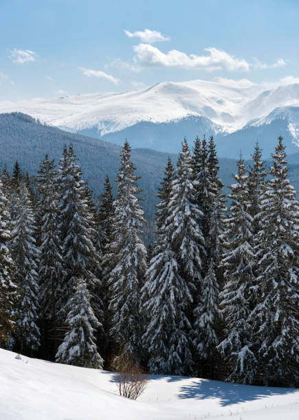 Bright winter landscape with pine trees covered with fresh fallen snow in mountain forest on cold wintry day.