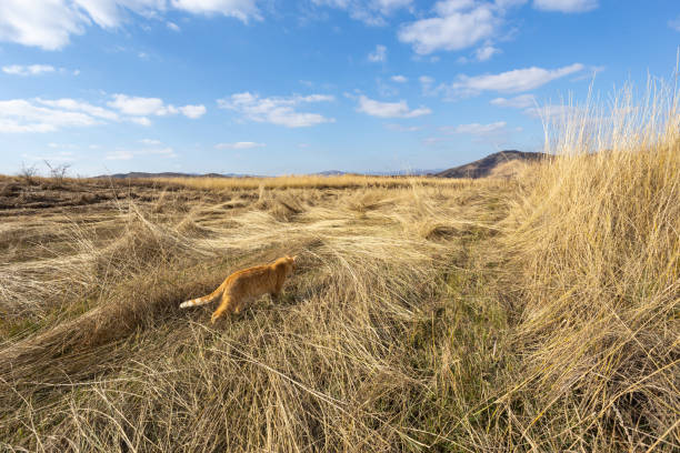 Beautiful independent ginger cat wandering and exploring the wilderness on a beautiful autumn day in Buzau county, Romania.