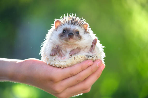 Human hands holding little african hedgehog pet outdoors on summer day. Keeping domestic animals and caring for pets concept. Human hands holding little african hedgehog pet outdoors on summer day. Keeping domestic animals and caring for pets concept. european hedgehog stock pictures, royalty-free photos & images