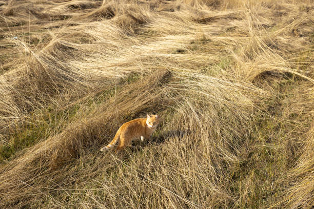 Beautiful independent ginger cat wandering and exploring the wilderness on a beautiful autumn day in Buzau county, Romania.