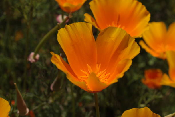 оранжевый цветок "калифорнийский мак" - eschscholzia californica - 11246 стоковые фото и изображения
