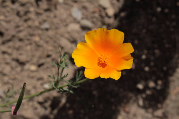 오렌지 "캘리포니아 양귀비" 꽃 - 에슈슐지아 칼리포니카 - 11250 뉴스 사진 이미지