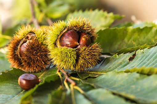 Ripe chestnuts close up. Sweet raw chestnuts. Husked chestnuts and chestnuts with skin. Food background. Healthy eating. Healthy lifestyle. Protein source. View from above. High quality photo