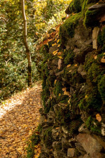 istock Trail in autumn landscapes in the forest 1350702152