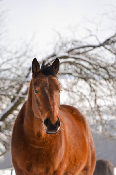 istock Winter horse photography 1350702509