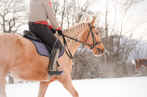 A Quarter horse with a western saddle, in québec, canada, winter 2016