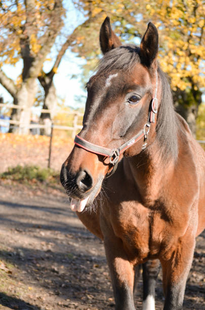 istock Autumn horse photography 1350703650