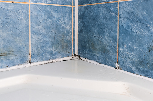 Mold fungus and rust growing in tile joints in damp poorly ventilated bathroom with high humidity, wtness, moisture and dampness problem in bath areas and shower.