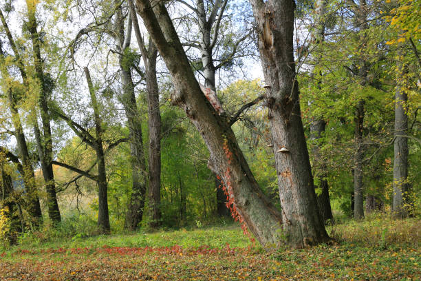 istock Old trees in autumn park 1350704086