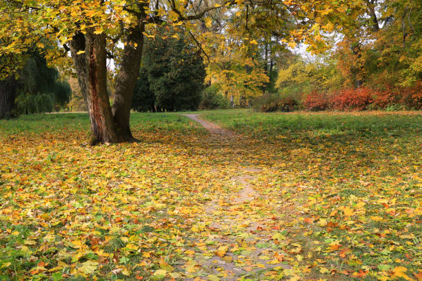 istock Autumn scen in park 1350704131