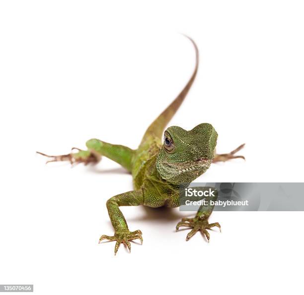 Dragão Verde Aquático - Fotografias de stock e mais imagens de Figura para recortar - Figura para recortar, Lagarto, Dragão verde aquático