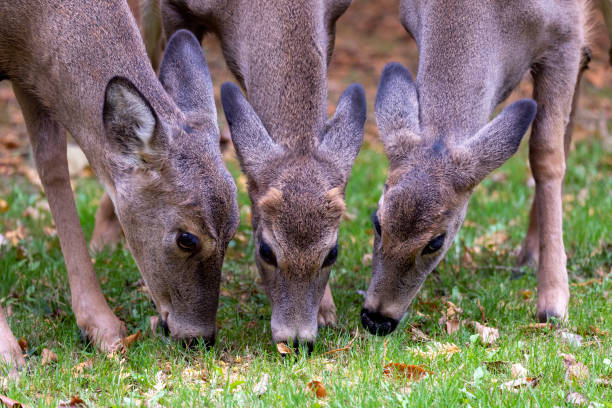 istock White - tailed deer - hind and  two young fawns 1350706348
