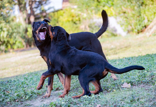 french shepherd and rottweiler