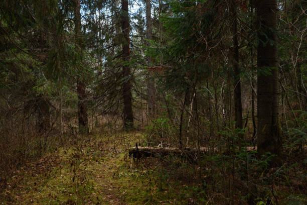 istock An old broken spruce tree in the autumn forest 1350707593