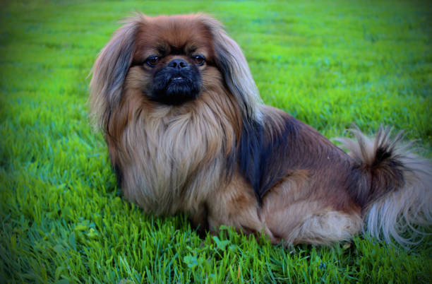 istock Beautiful dog. Pekingese sits on green grass. 1350707893