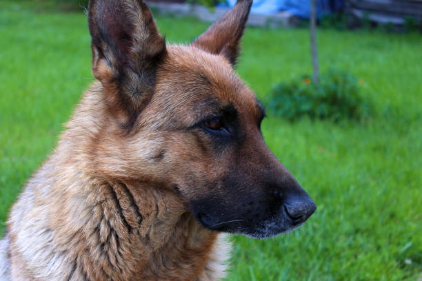istock Portrait of a german shepherd 1350707916
