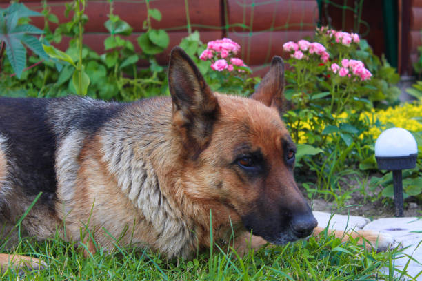 istock Portrait of a german shepherd. 1350707922