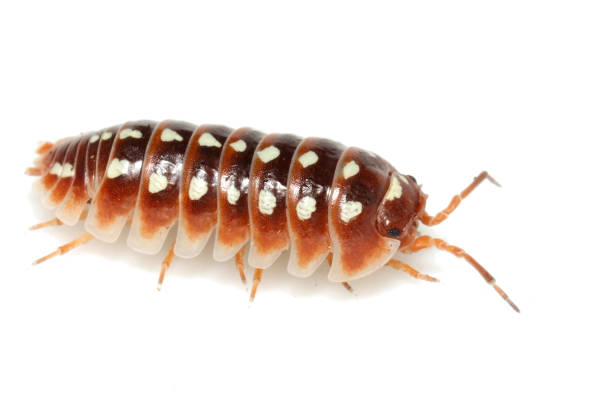 Woodlouse or isopod isolated on white